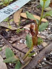Chiloglottis seminuda