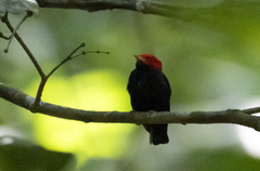 Ceratopipra rubrocapilla