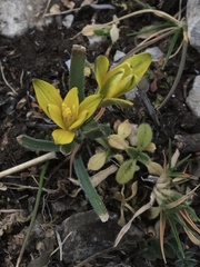 Gagea bohemica