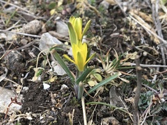 Gagea bohemica