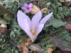 Colchicum trigynum