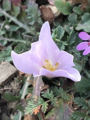 Colchicum trigynum