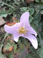 Colchicum trigynum