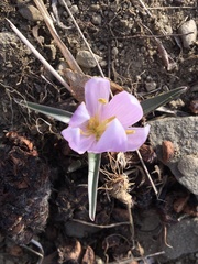 Colchicum trigynum