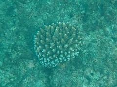 Acropora gemmifera