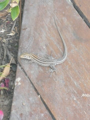 Gallotia