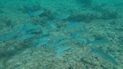 Crenimugil crenilabis