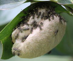 Protopolybia exigua