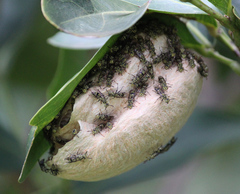 Protopolybia exigua