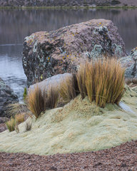 Festuca chrysophylla