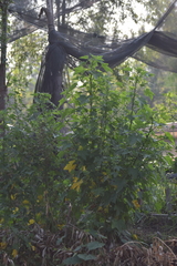 Kearnemalvastrum lacteum