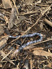 Amphisbaena fuliginosa bassleri