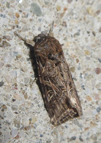 Spodoptera littoralis
