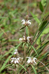 Monarda citriodora austromontana