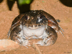 Leptodactylus labyrinthicus