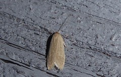 Scieropepla typhicola