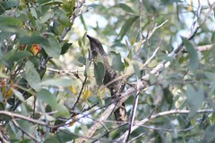 Anthochaera chrysoptera chrysoptera