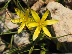 Gagea chlorantha