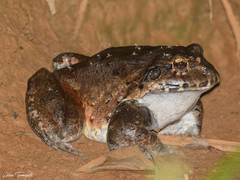 Leptodactylus labyrinthicus
