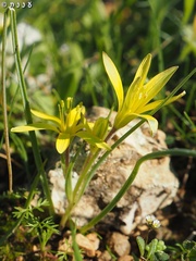 Gagea chlorantha