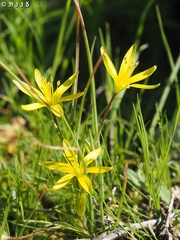 Gagea chlorantha