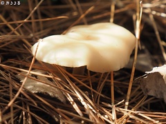 Clitocybe diatreta