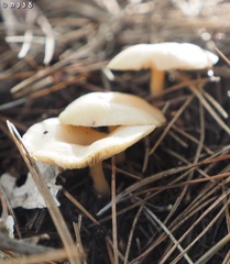 Clitocybe diatreta