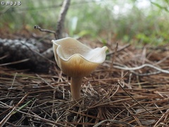 Clitocybe diatreta