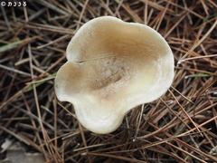 Clitocybe diatreta