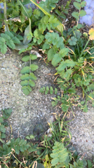 Erodium moschatum
