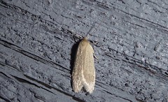 Scieropepla typhicola