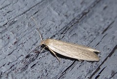 Scieropepla typhicola