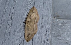 Austrocidaria gobiata