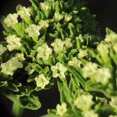 Tournefortia hartwegiana