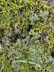 Alchemilla occidentalis