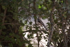 Aegithalos caudatus passekii