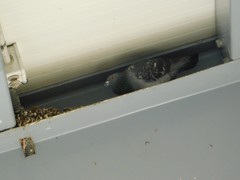 Columba livia domestica