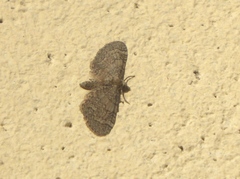 Eupithecia ultimaria
