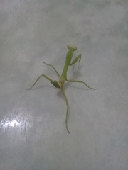 Stagmatoptera femoralis