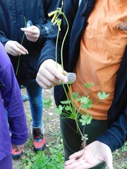 Oxalis pes-caprae