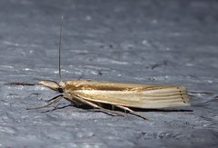 Orocrambus ramosellus