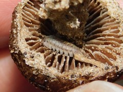 Armadillidium fallax