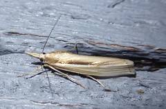 Orocrambus ramosellus