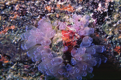 Clavelina picta