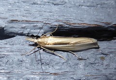 Orocrambus ramosellus