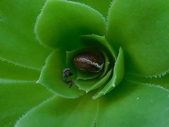 Cornu aspersum