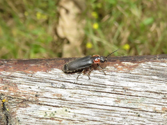 Polemius denticornis