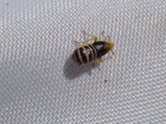 Ditropis pteridis