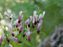Fumaria capreolata