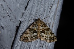 Pseudocoremia lactiflua